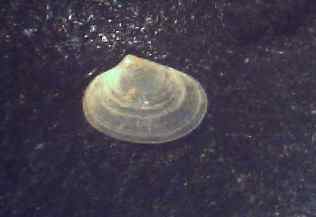 bivalve sp.